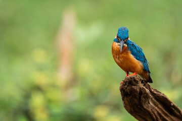 Beautiful bird in nature Common Kingfisher (Alcedo atthis)
