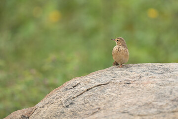 Paddyfield pipit on the rock