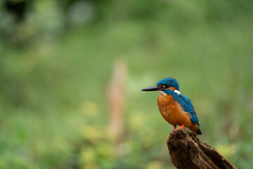 Beautiful bird in nature Common Kingfisher (Alcedo atthis)
