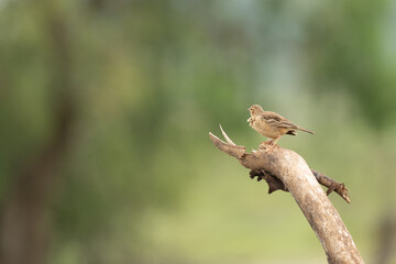 Singing bush lark on branch in nature