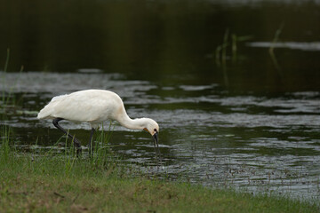 Eurasian Spoonbill (Platalea leucorodia) in water
