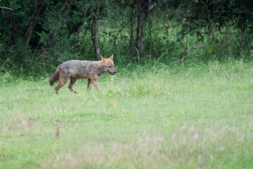 Indian Golden Jackal, a scavenger from Indian sub-continent