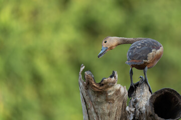 Fototapeta premium lesser whistling duck on a branch 