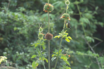 Purple sunbird morning beauty on flower