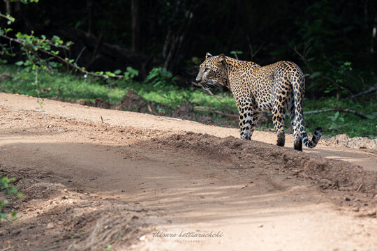 Leopard at Yala National Park in Sri Lanka