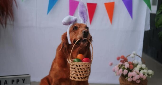 Close up portrait of a funny golden retriever dog wearing bunny ears headband, sitting against a background of Easter holiday decorations and holding a basket with colorful eggs in its mouth.