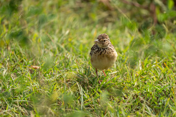 Singing bush lark bird in grassland with green background
