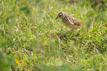 Singing bush lark bird in grassland with green background