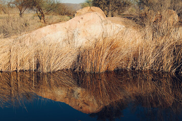 Golden boulder reflected in fall pond