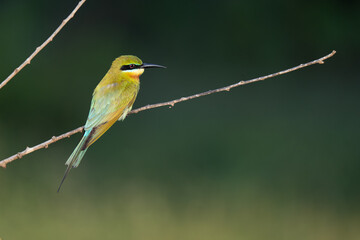 Green bee-eater on the tree branches