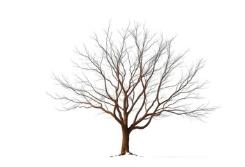 Obraz premium Lone deciduous tree, stark branches against pure white, backdrop, design