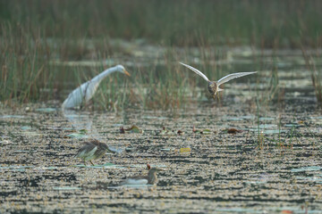 Great Egret in action to catch a fish