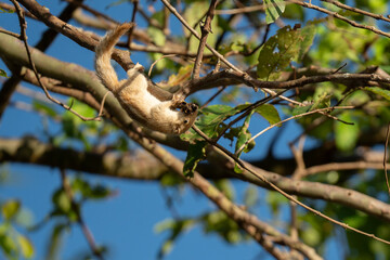 A white squirrel among the branches of a tree