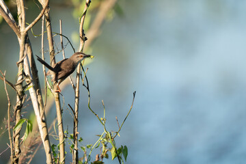 A closeup shot of  a Plain prinia  on a plant during the day