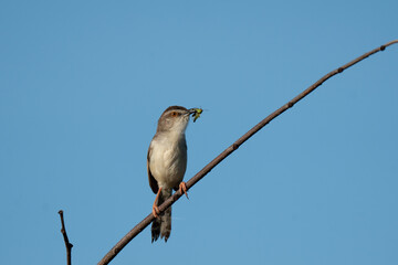 Plain prinia in front of the sky