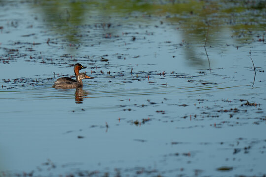 Little grebe swimming in lake