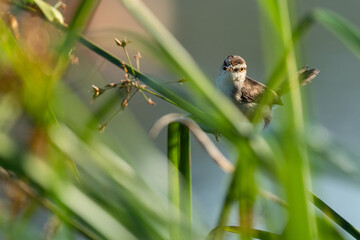 A closeup shot of  a Plain prinia  on a plant during the day