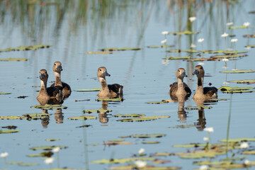 Group of Lesser Whistling Duck swiming togather in a group and foraging for food