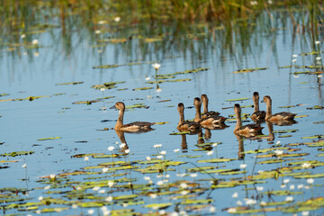 Group of Lesser Whistling Duck swiming togather in a group and foraging for food
