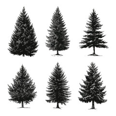 Obraz premium Pine and Fir Silhouettes Collection: Forest Trees Vector Illustration