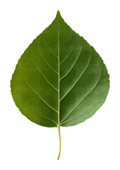 Obraz premium Green leaf with visible veins on transparent background. Nature and botany concept