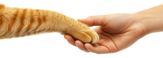 Human hand gently holding a ginger cat paw, symbolizing trust and friendship