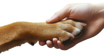 Human hand holding brown dog's paw close-up, friendship and trust concept