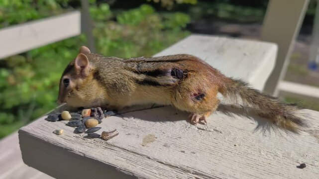 Botfly larva are internal parasites that feed under the skin of some mammals such as this Chipmunk in Michigan