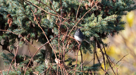 Dark-eyed Junco in a staring contest