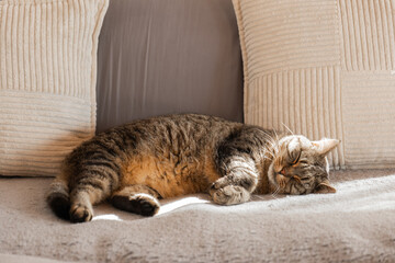 Sleeping Tabby Cat on Cozy Sofa.Relaxing Tabby Cat on Couch. fat tabby cat sleeps on a grey sofa in the sun.Cute pets. Cozy home mood.Sleeping Tabby Cat on Couch.