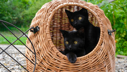  basket pet carrier.Two black kittens in a beige wicker basket in the garden. Animal...