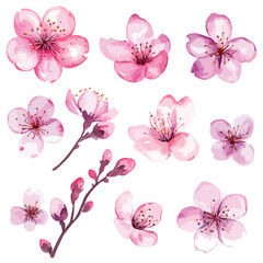 Beautiful Watercolor Cherry Blossoms Vector Illustration
