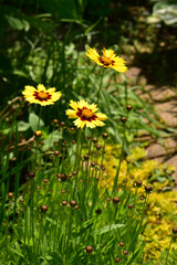 夏の庭の黄色いコレオプシス