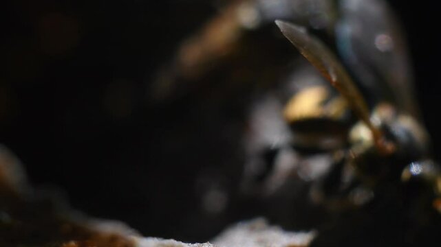 Macro Video of Scaptotrigona Angel Bees Emerging from Their Nest. High quality 4k footage