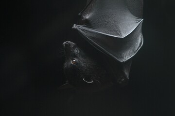 Naklejka premium portrait of a sleeping bat hanging from the roof