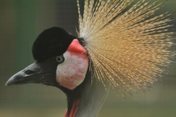 Fototapeta premium closeup of a beautiful gray crowned crane