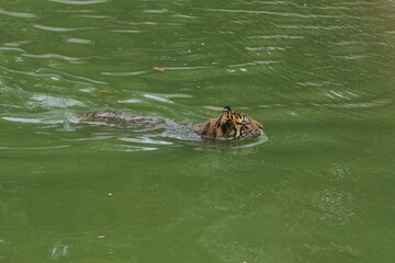 a sumatran tiger swimming during the day