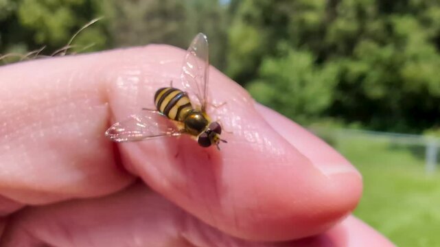 Hoverfly sits calmly on a persons finger in northern Illinois