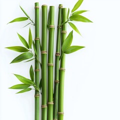 Green bamboo leaves and stalks isolated on a white background for natural botanical design