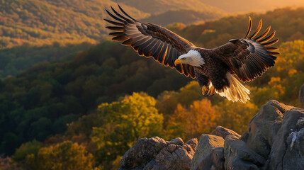 Fototapeta premium eagle flying on the mountain, sunset in the mountains