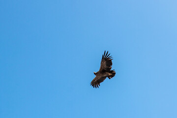 Andean condor (Vultur gryphus) in Colca canyon, Peru