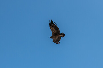 Andean condor (Vultur gryphus) in Colca canyon, Peru