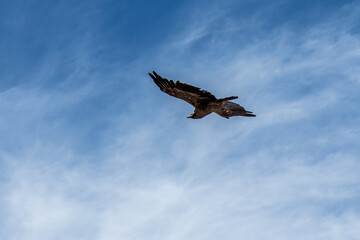 Andean condor (Vultur gryphus) in Colca canyon, Peru