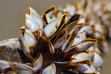 Nature’s resilience—gooseneck barnacles thriving on ocean debris. A reminder of how marine life adapts but also of the urgent need to reduce pollution.