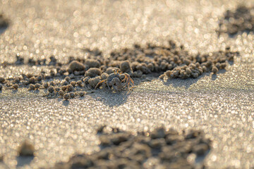 A tiny soldier crab busily shaping sand pellets under the golden sunlight, highlighting the intricate beauty of coastal ecosystems.