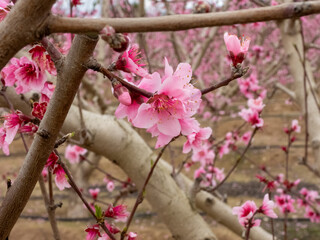 Blooming Gardens. Cieza. Murcia. Spain
