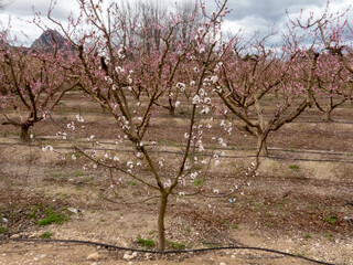 Blooming Gardens. Cieza. Murcia. Spain
