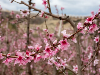 Blooming Gardens. Cieza. Murcia. Spain
