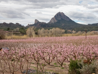 Blooming Gardens. Cieza. Murcia. Spain