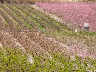Blooming Gardens. Cieza. Murcia. Spain